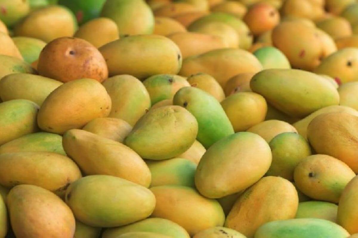 Kesar Mango