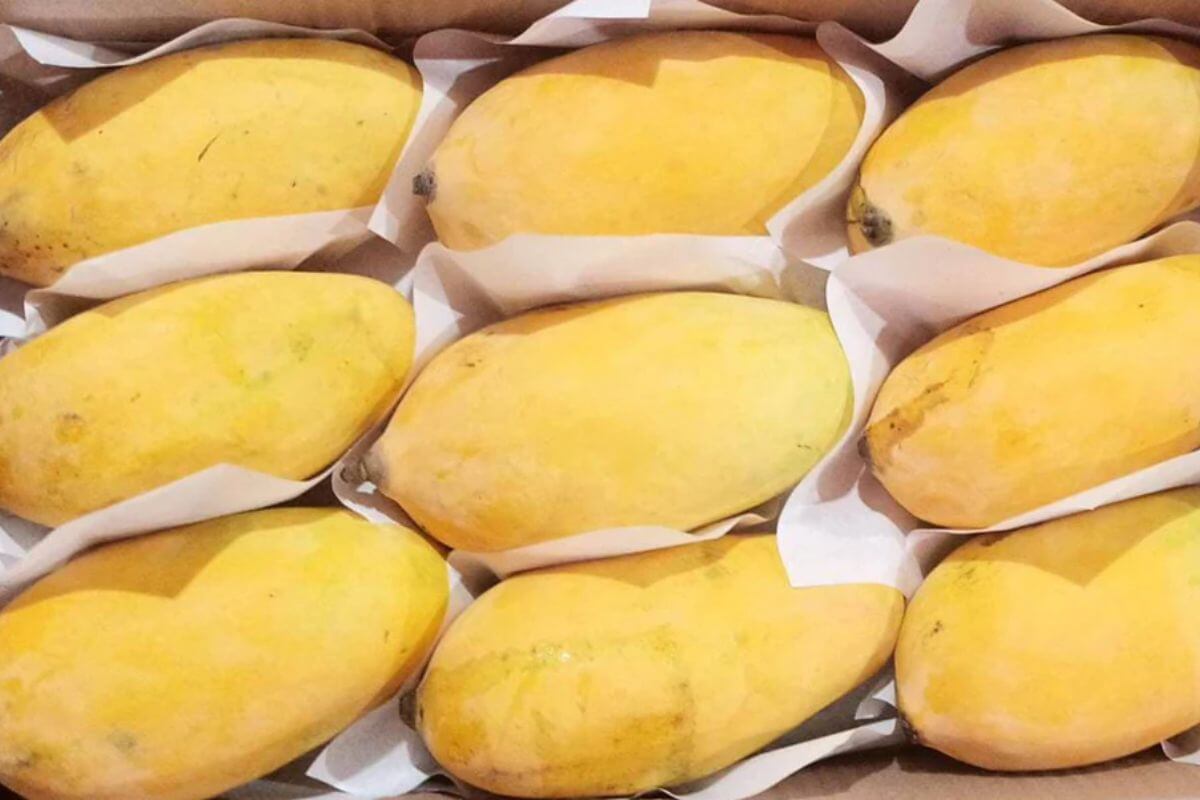 Sindhri Mango